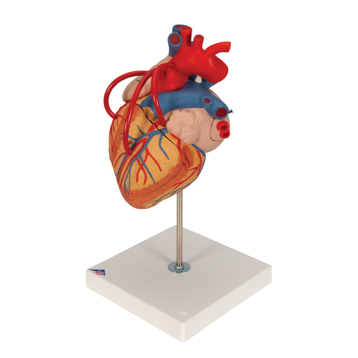 2X Life Size Human Heart Model with Venal Bypass - 4 Part Anatomical Heart for Medical Education & Classroom Demonstration