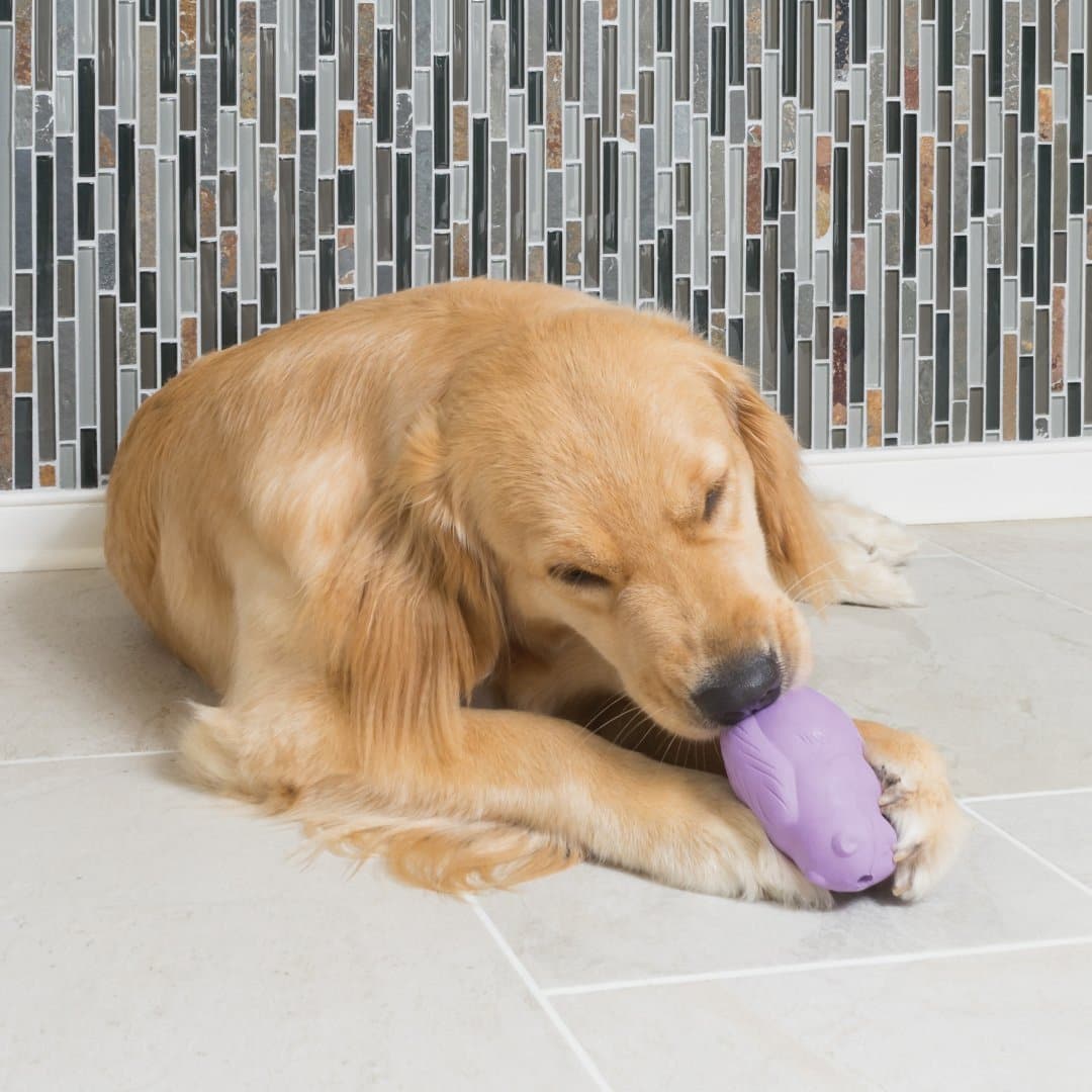 Busy Buddy® Chamomile Calming Aroma Dog Toy Kit – Soothe Anxiety & Stress for Pets – Perfect for Chewing, Playtime & Relaxation at Home or Travel