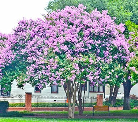 16 Muskogee Crepe Myrtle Trees - Purple Lavender Flowering Plants in Quart Containers with Fibrous Root System - Perfect for Landscaping, Gardens & Outdoor Decor