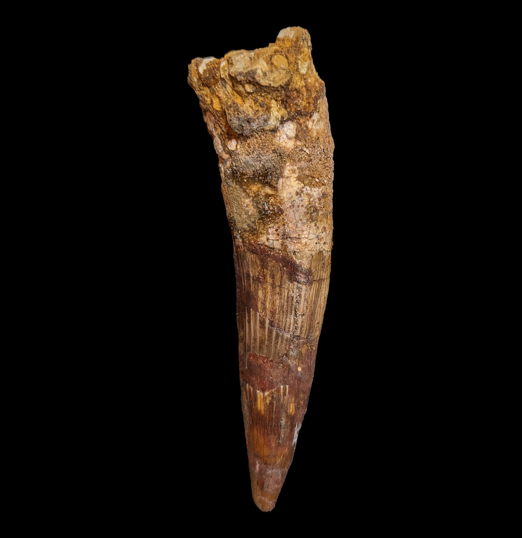 Authentic Spinosaurus Dinosaur Tooth Fossil Specimen - Genuine Cretaceous Period Dinosaur Tooth for Collectors, Paleontology Enthusiasts & Home Decor - Perfect for Science Display, Educational Gifts & Dinosaur Theme Decorations