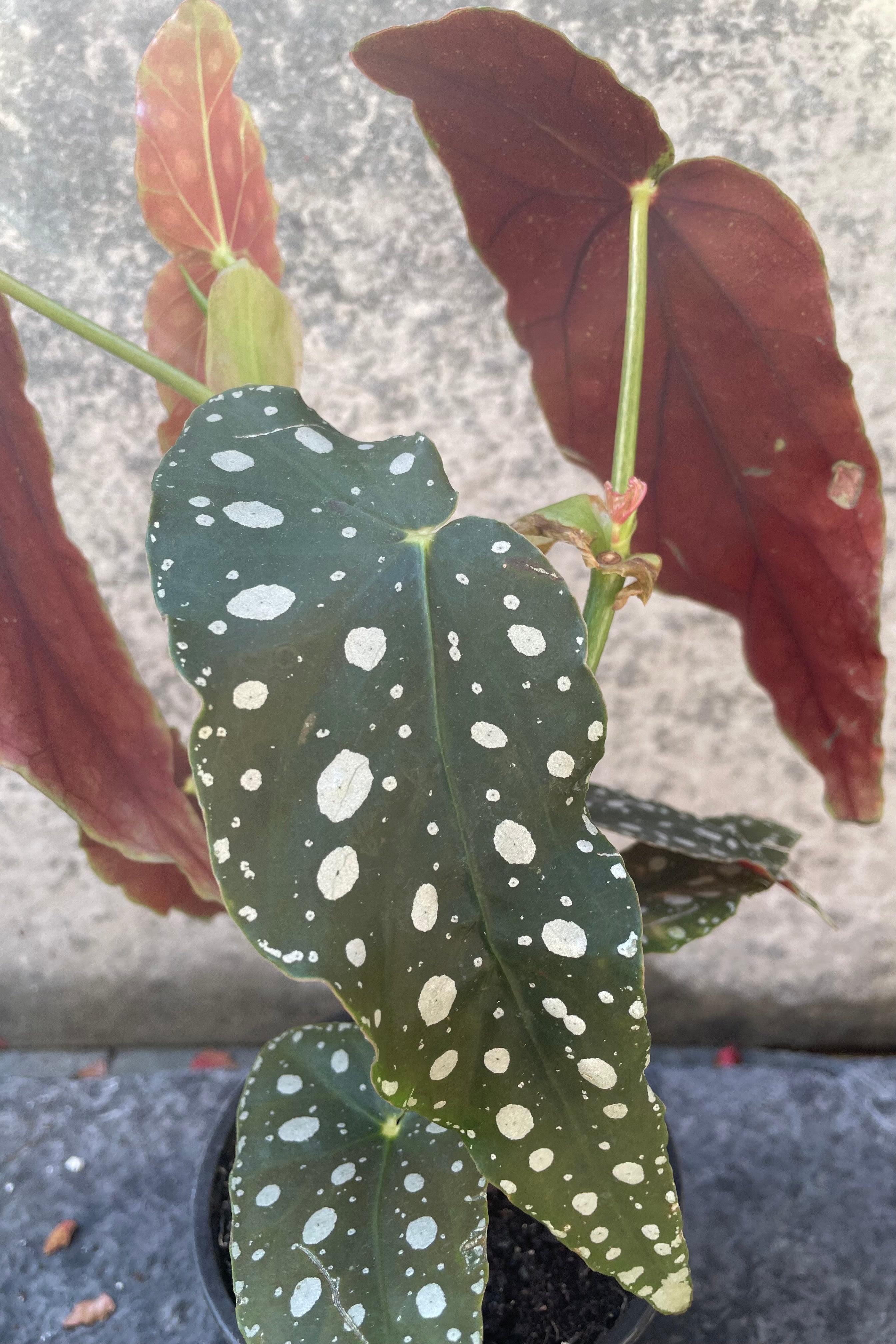 Begonia Maculata 'Wightii' - 4 Inch Polka Dot Begonia Plant - Rare Tropical Houseplant for Home & Office Decor - Perfect for Indoor Gardens, Living Rooms, and Gift Giving