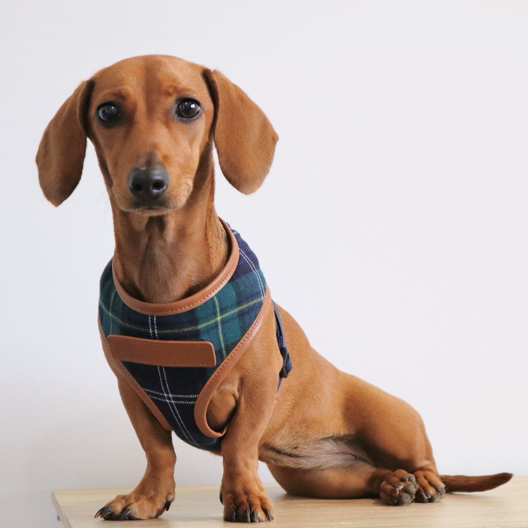 Premium Navy & Green Tartan Pattern Dog Harness - Adjustable Pet Vest for Small Medium Large Dogs - Perfect for Walking, Hiking & Outdoor Adventures