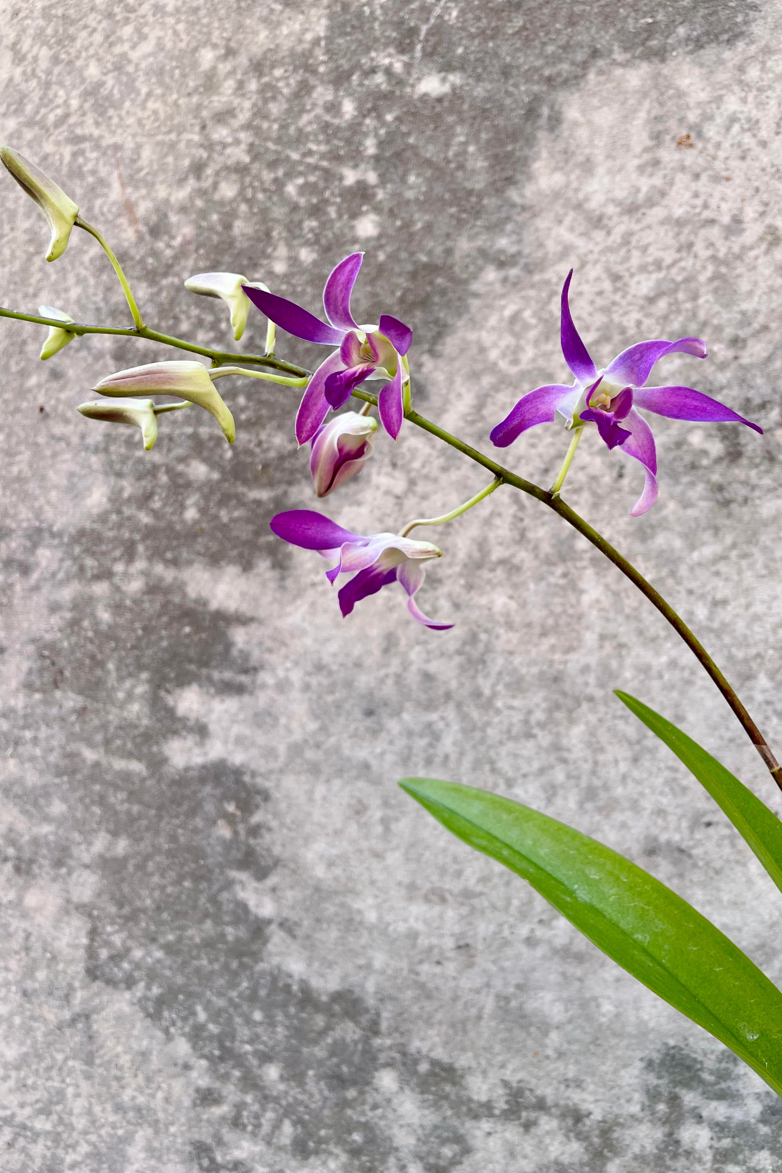 Premium Dendrobium Orchid Plants - 5 Pack Live Orchids for Home Decor, Gifts & Office Plants | Easy to Grow Indoor Flowers for Housewarming, Wedding & Special Occasions