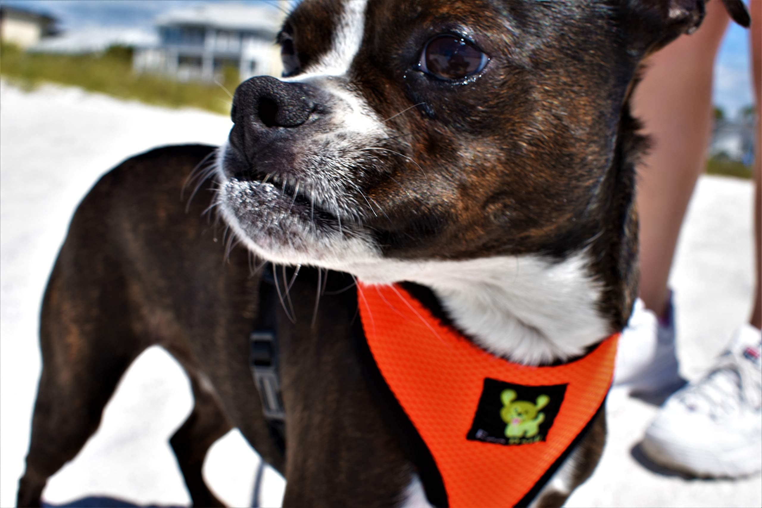 Soft No-Pull Dog Harness with Double Padding - Breathable Mesh Vest for Puppies & Small to XL Dogs (Medium 12-14in, Orange) - Perfect for Walking, Training & Outdoor Adventures