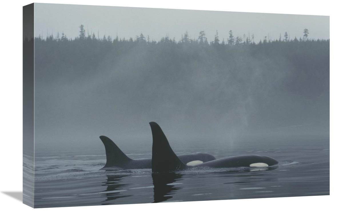 Orca Male and Female Surfacing Canvas Art Print - 24x16 Inches - Johnstone Strait BC Canada Wildlife Wall Decor for Living Room, Bedroom & Office