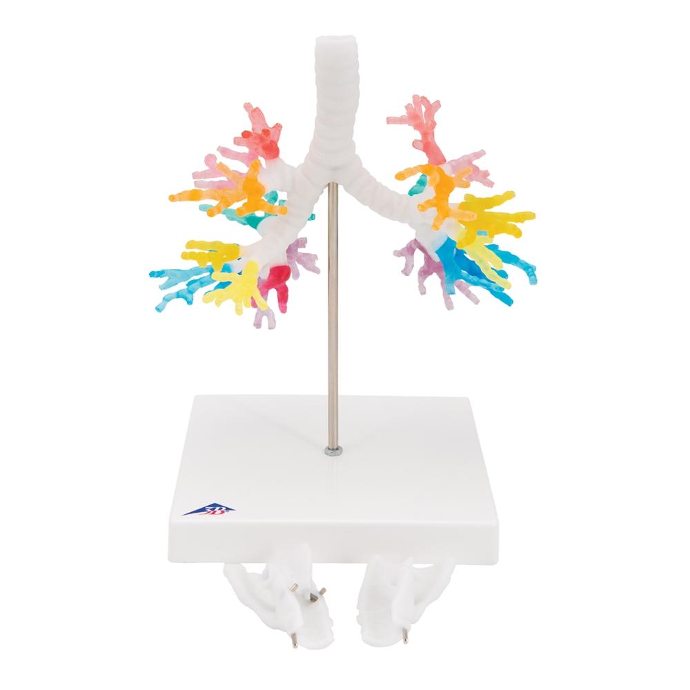 CT Bronchial Tree with Larynx Model - Human Respiratory System Anatomy Model for Medical Students, Doctors & Educators | Perfect for Classroom Demonstrations & Patient Education