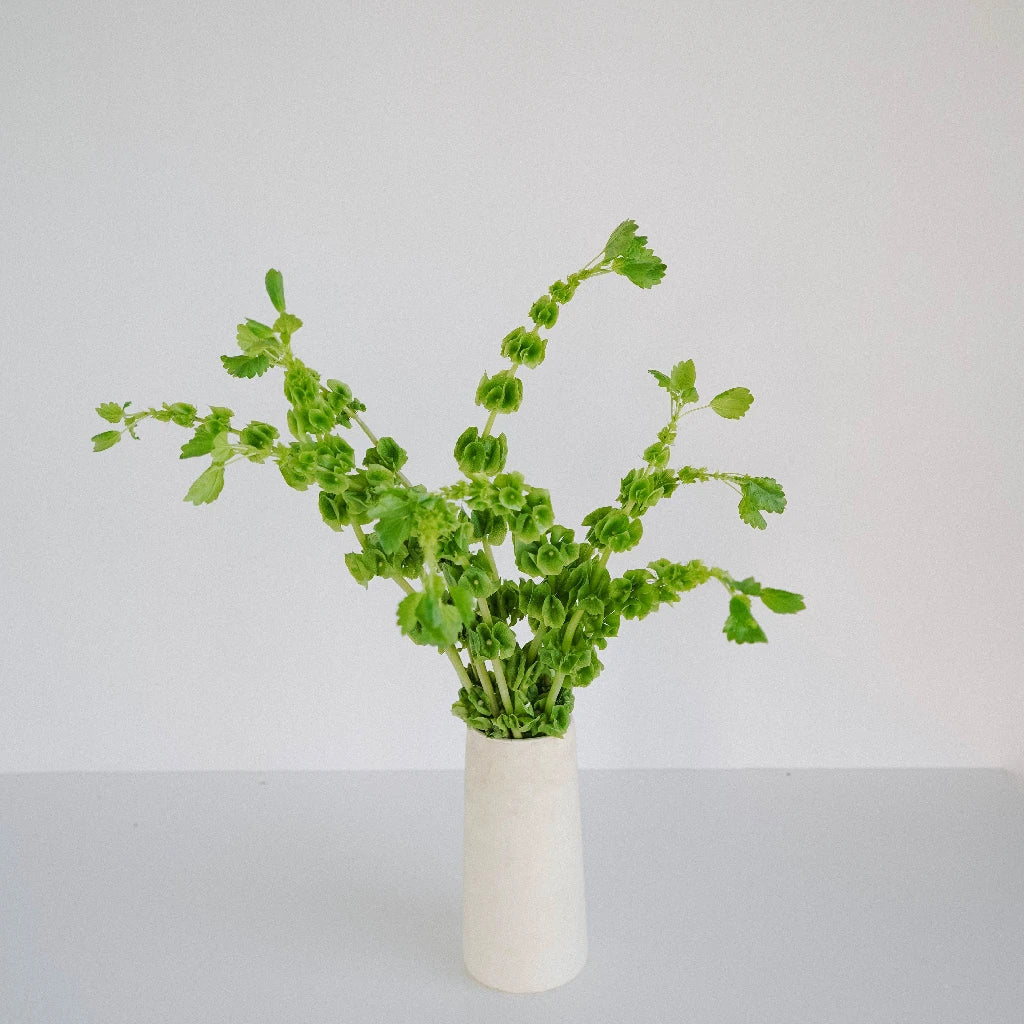 Bells of Ireland Moluccella Greenery - Fresh Cut Floral Stems for Wedding Bouquets, Home Decor, and DIY Floral Arrangements