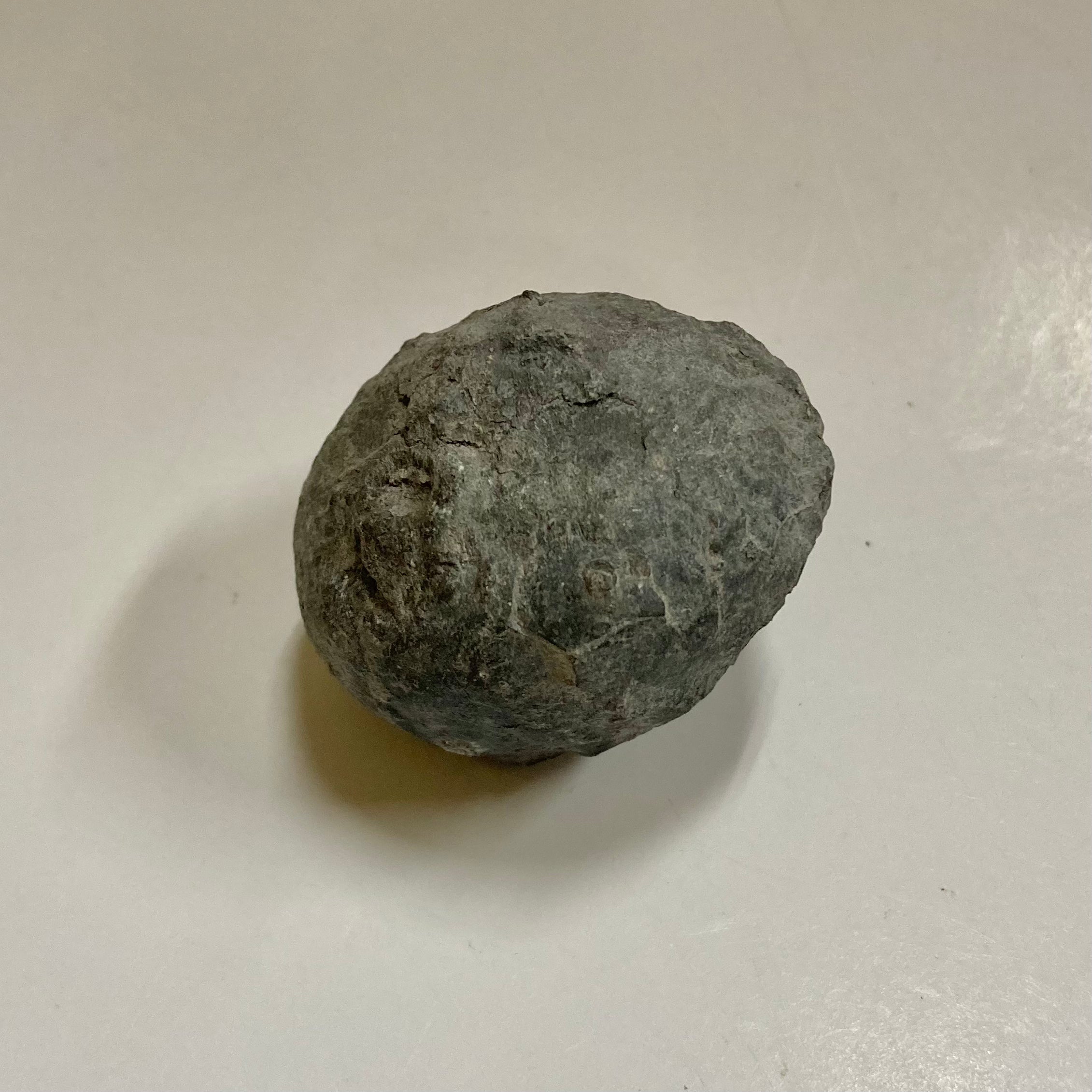 Fossil Crinoid Calyx - Pithocrinus Cooperi Specimen for Collectors | Perfect for Paleontology Displays & Educational Use