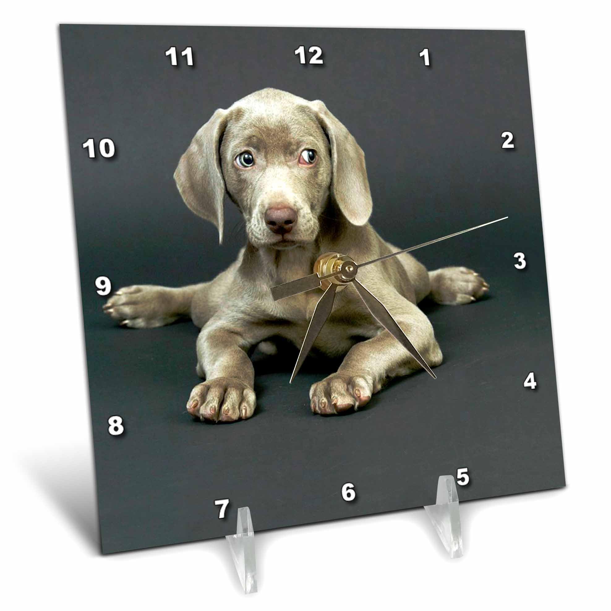 3Drose Weimaraner Puppy Desk Clock - 6x6 Inch Cute Dog Themed Alarm Clock for Office, Home, or Gift | Perfect for Pet Lovers & Desk Decor