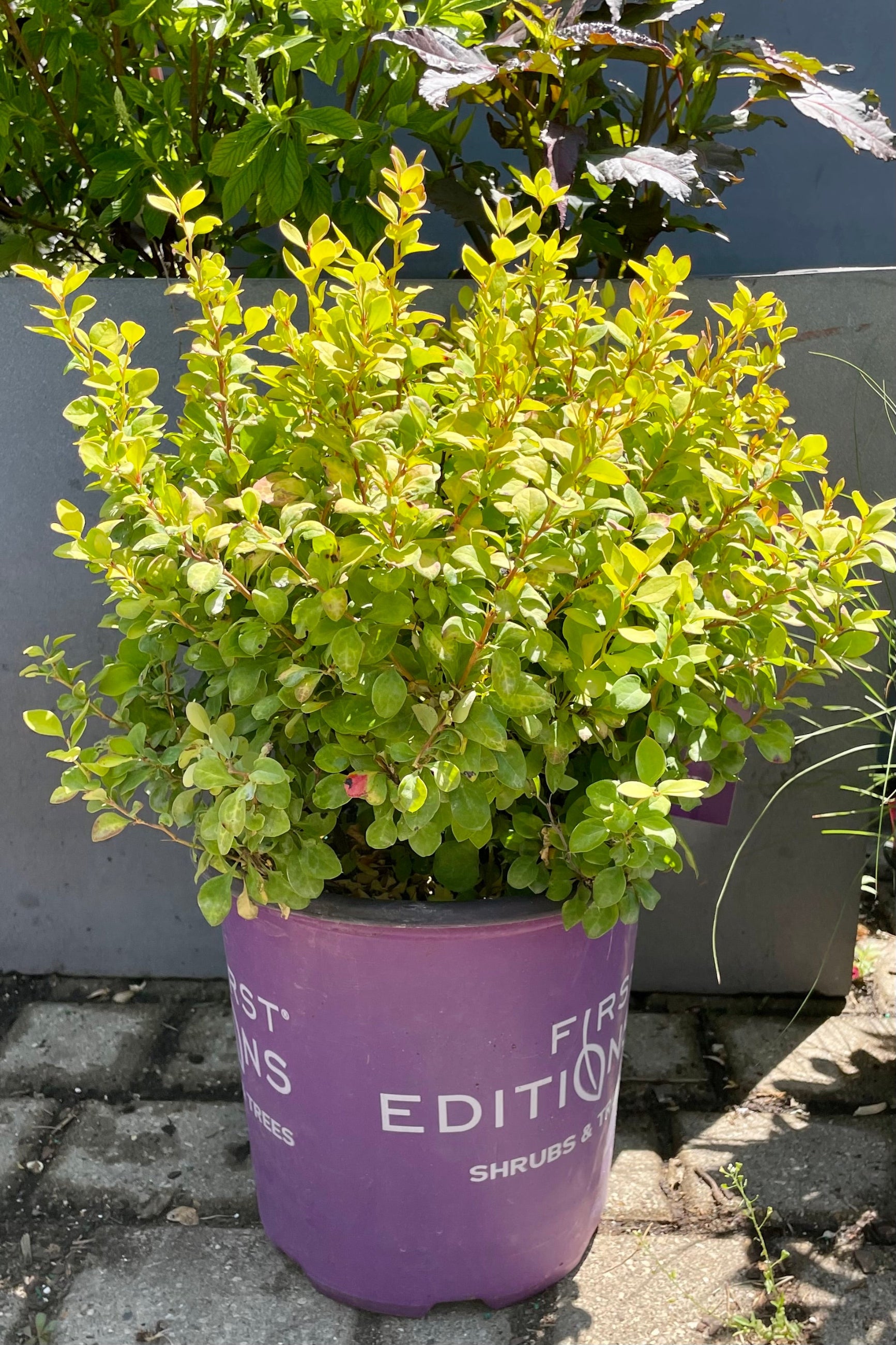 Limoncello Japanese Barberry (Berberis thunbergii) #2 - Vibrant Yellow Hedge Plant for Landscaping & Garden Borders