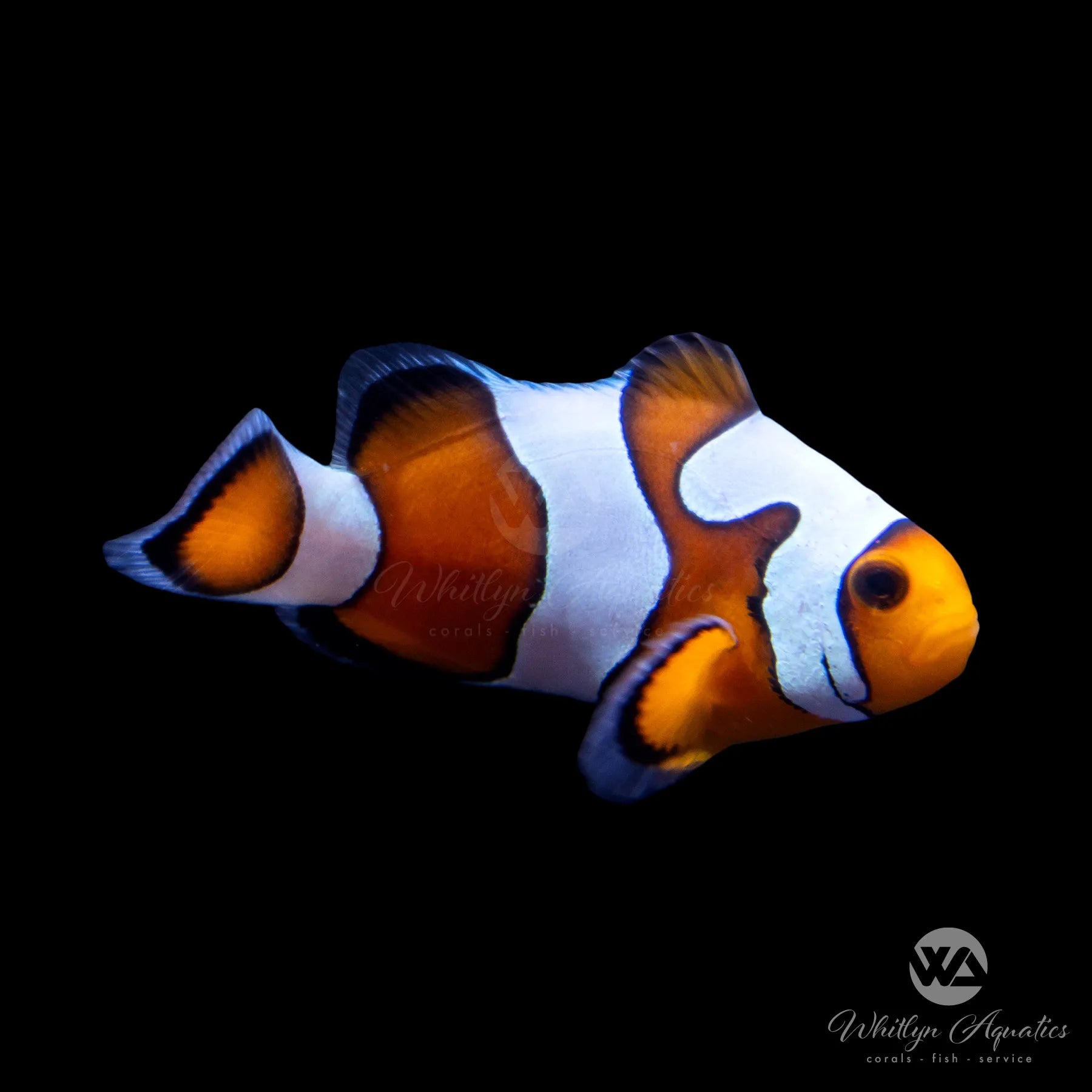 Premium MochaVinci Clownfish (Amphiprion Ocellaris) - Grade B Saltwater Aquarium Fish for Reef Tanks & Marine Aquascaping