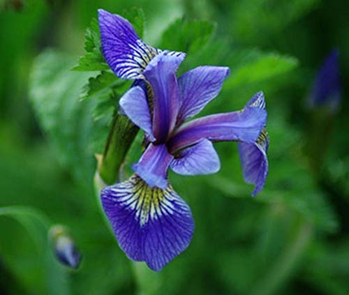 Wild Blue Iris Seeds (25 Seeds) - Vibrant Blue to Violet Blooms, Attracts Hummingbirds | Perfect for Garden Borders, Pollinator Gardens & Cut Flower Arrangements