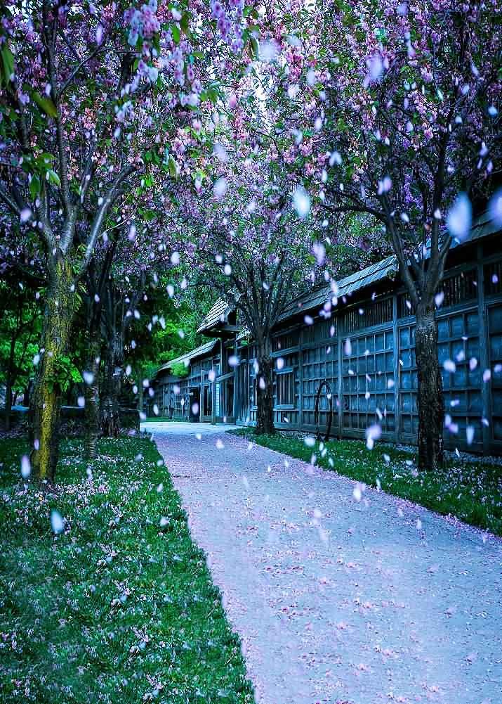 Cherry Blossom Backdrop 5x7ft - City Streets Photo Background for Photography