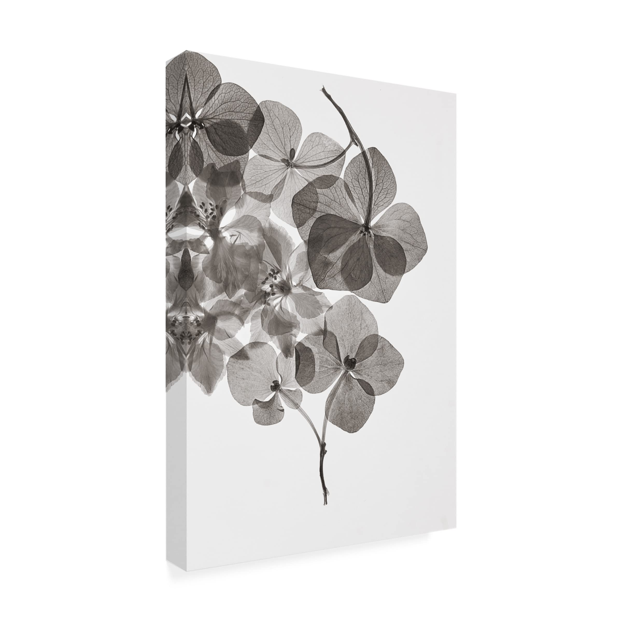 Trademark Fine Art 'Botanical 24' Canvas Wall Art Print by Lenka - Floral Nature Decor for Living Room, Bedroom & Office