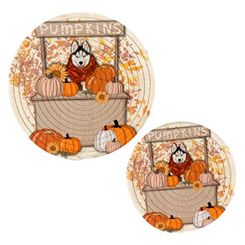 Pumpkin Husky