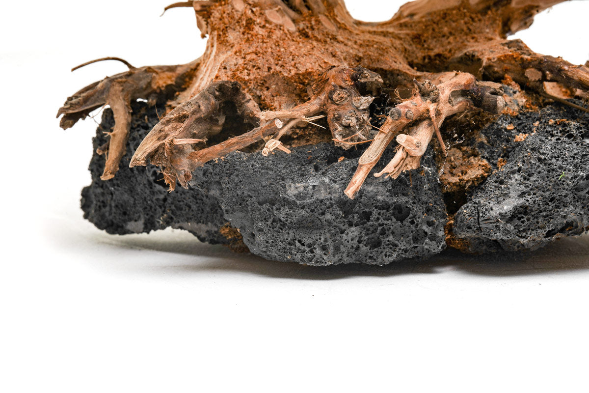 Uns Bonsai 011 - Premium Mini Bonsai Tree for Home & Office Decor | Perfect for Zen Gardens, Desk Decorations, and Gift Ideas