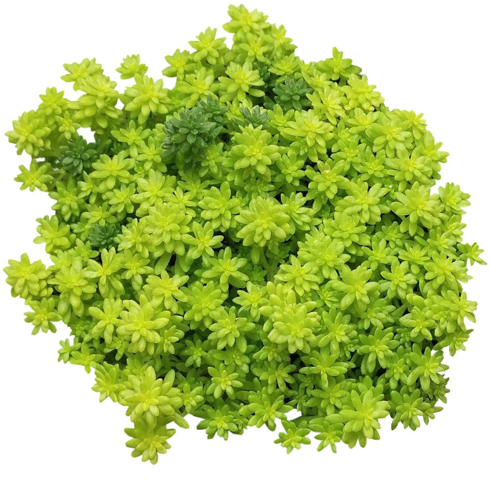 Golden Moss Sedum (2'' Pot) - Tokyo Sun Succulent for Ground Cover & Rock Gardens