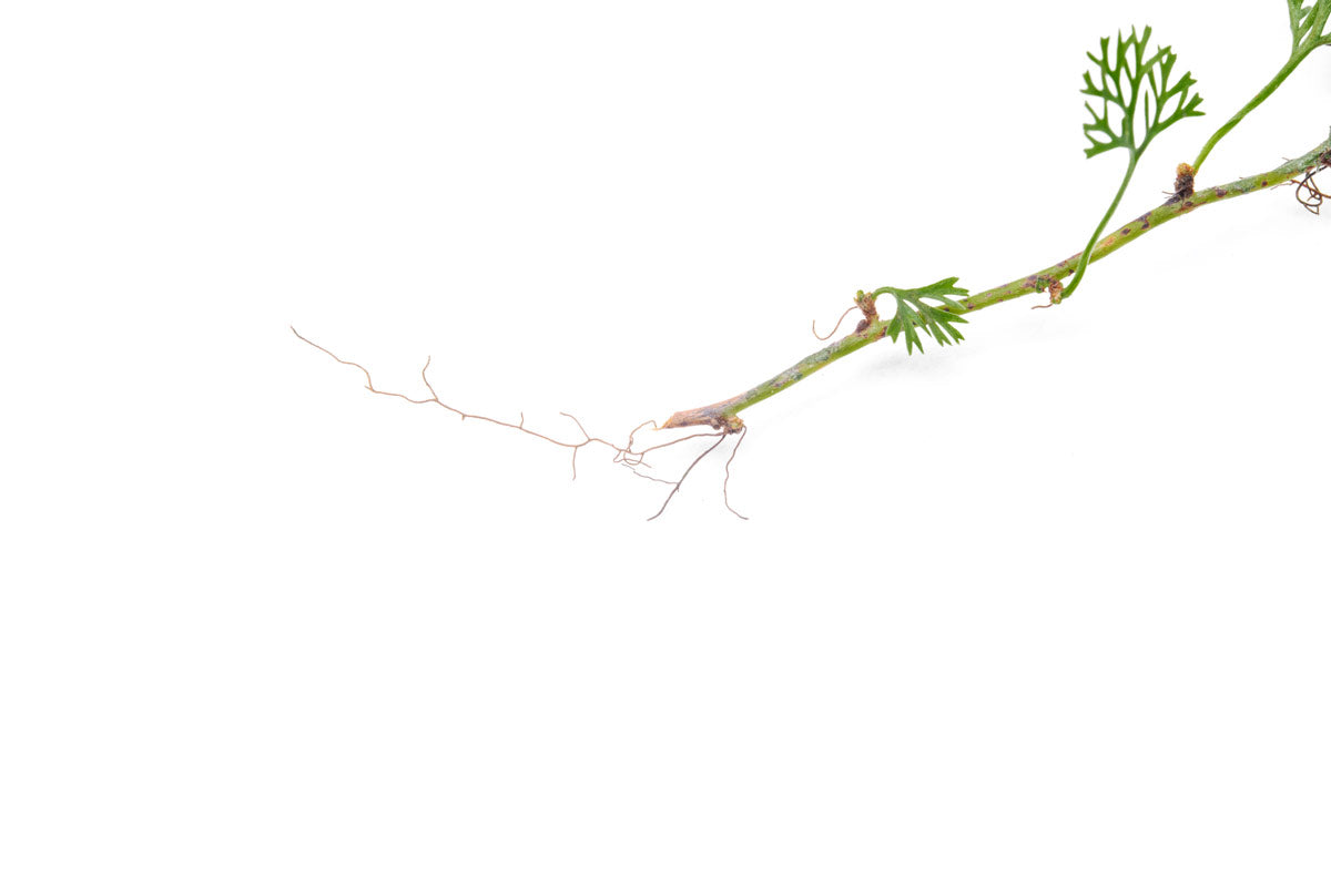 Davallia Parvula Fern - Rare Rabbit's Foot Fern Plant for Home & Office Decor | Perfect for Hanging Baskets, Terrariums, and Indoor Gardens