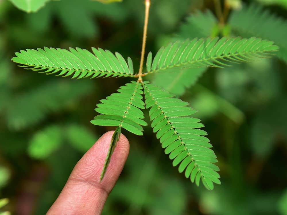50 Sensitive Plant Seeds (Mimosa Pudica) - Touch-Me-Not Sleeping Grass That Moves When Touched - Easy to Grow Indoor/Outdoor Plants for Home Garden, Science Projects & Kids Educational Activities