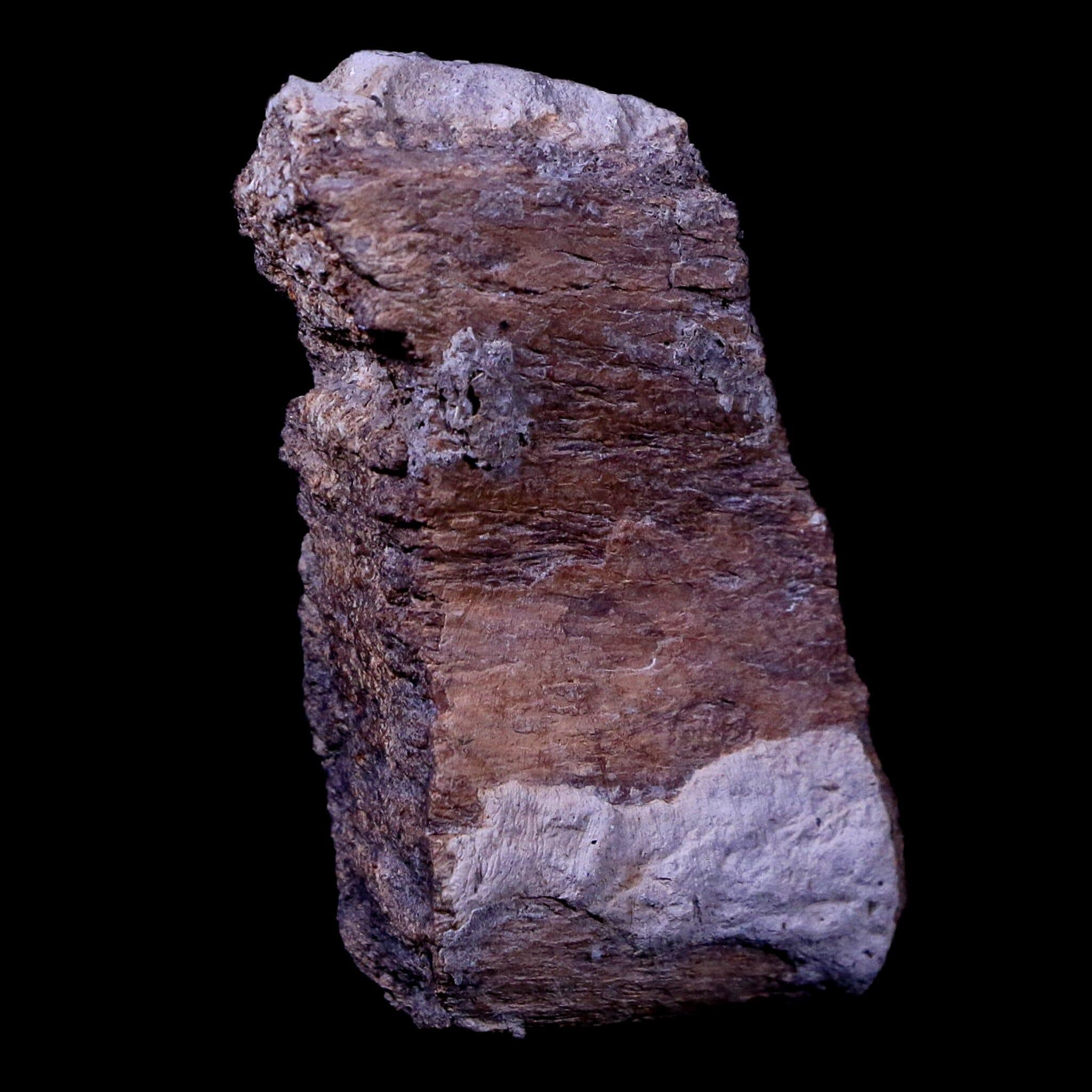 Authentic Gryposaurus Fossil Rib Bone - Duck-Billed Dinosaur Fossil from Judith River, Montana with COA | Rare Paleontology Specimen for Collectors, Museums & Educational Displays