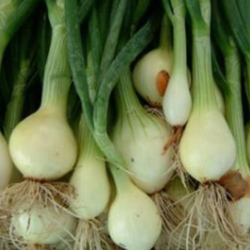 Todd's Seeds - Evergreen Bunching Nebuka Onion Seeds - 2g Packet - Perfect for Home Gardening, Container Planting & Fresh Salads