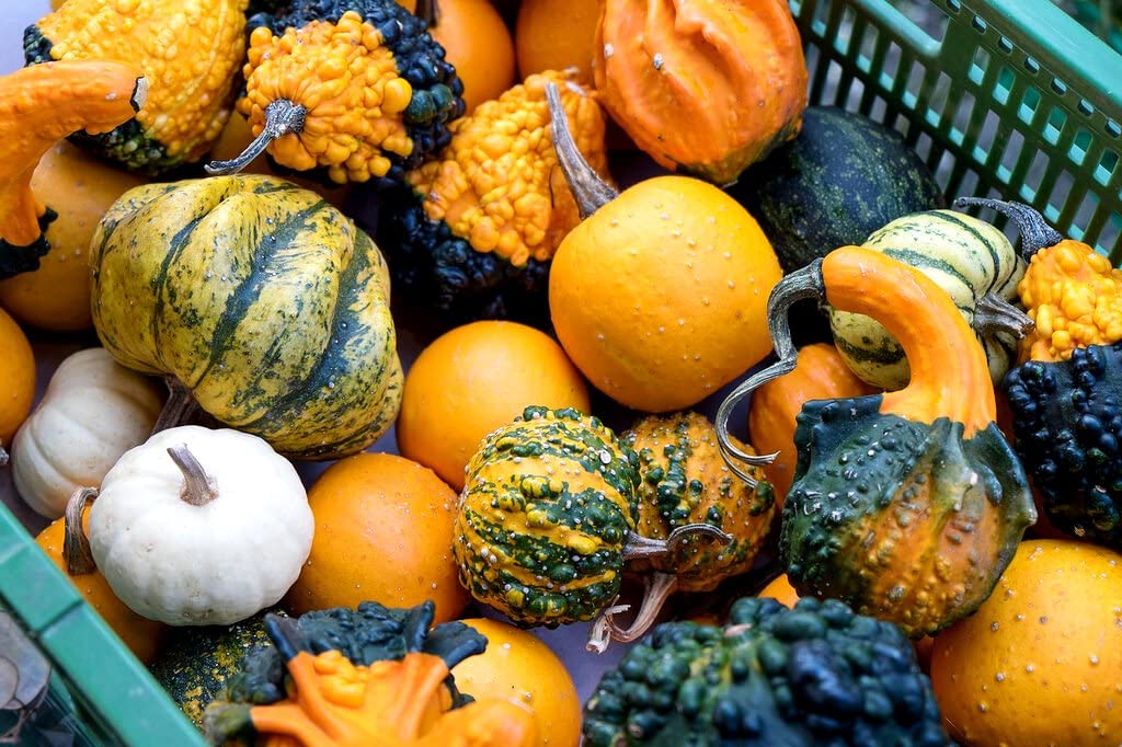 Decorative Pumpkin Seed Mix - Non-GMO Ornamental Squash & Gourd Seeds (10 Pack) for Planting, Fall Home Decor, Thanksgiving Centerpieces & Garden Landscaping