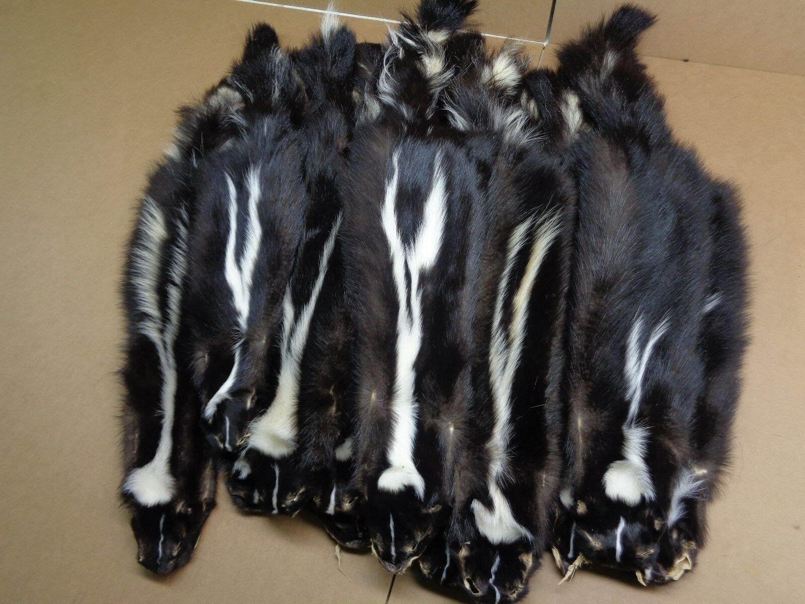 Premium Real Large Tanned V-Stripe Skunk Hide Fur Pelt with Face & Tail - 28-32