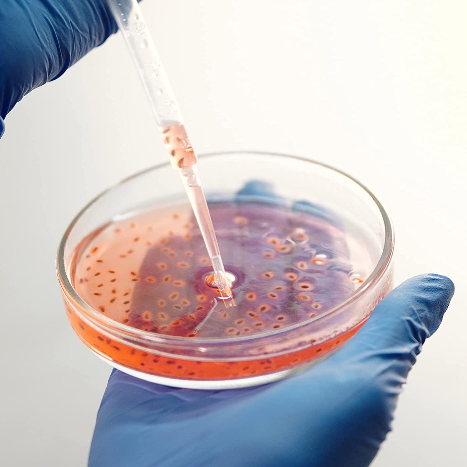 SPYLX 90mm x 15mm Sterile Plastic Petri Dishes with Lids - 60 Pack Lab-Grade Petri Dishes Includes 100 Plastic Transfer Pipettes for Microbiology, Cell Culture & Scientific Research | Ideal for Laboratory Experiments, Classroom Science Projects & Bacteria Growth Studies