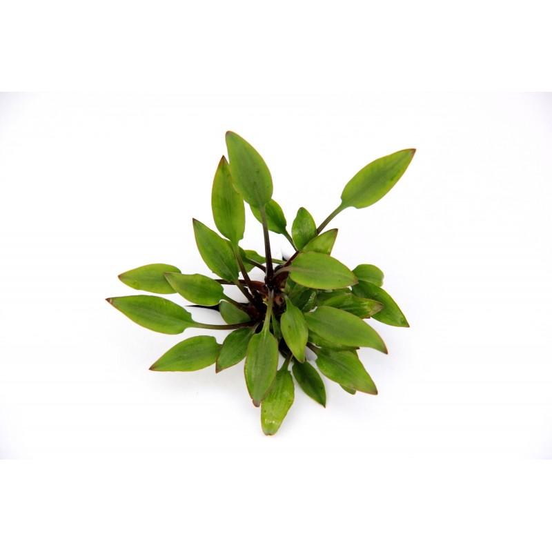 Dennerle Cryptocoryne Lutea Hobbit Aquatic Plant - Live Aquarium Plants for Fish Tank Decorations | Perfect for Freshwater Aquascaping and Shrimp Tanks