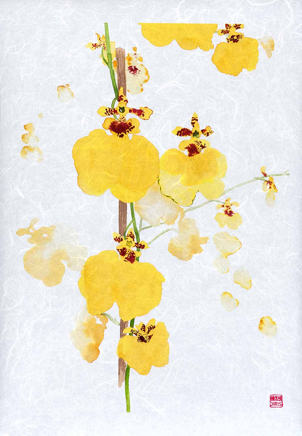 Oncidium Sweet Sugar Orchid - Fragrant Yellow Dancing Lady Orchid Plant for Home & Office Decor | Perfect for Gifts, Weddings, and Indoor Gardening