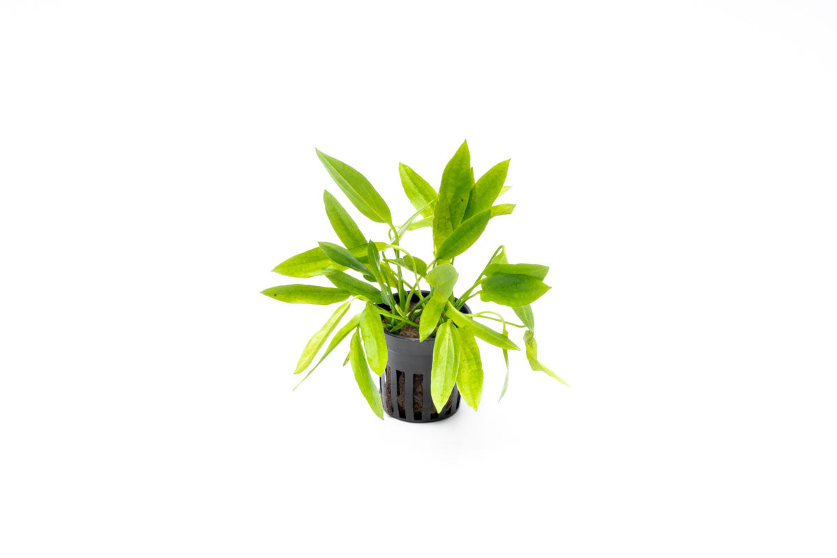 Echinodorus Ozelot Narrow Mini - Live Aquarium Plant for Fish Tanks, Freshwater Aquatic Plants for Home & Office Aquascaping