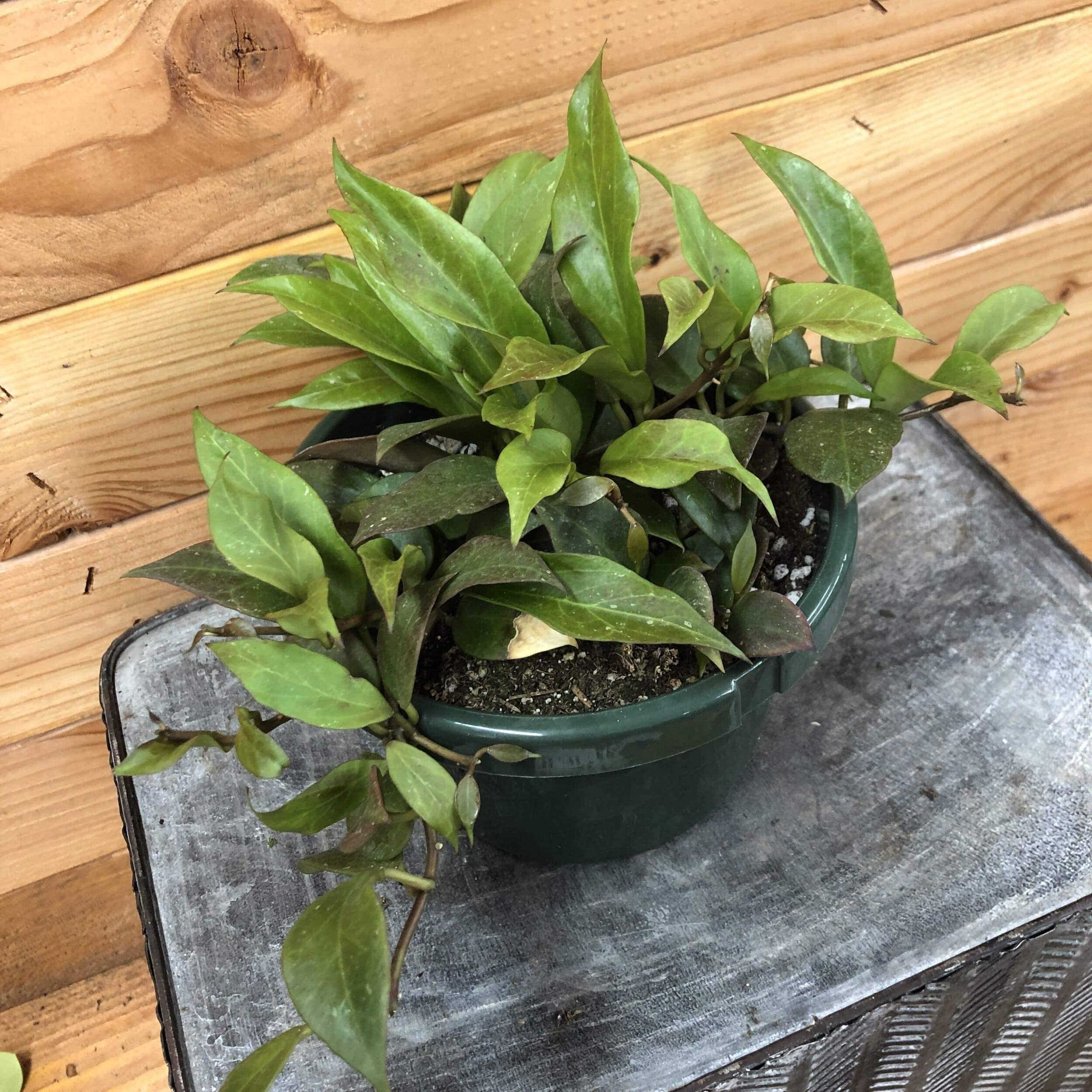 Hoya Sunrise Plant - 6 Inch Live Houseplant for Home & Office Decor | Perfect for Indoor Gardens, Gifts, and Plant Lovers