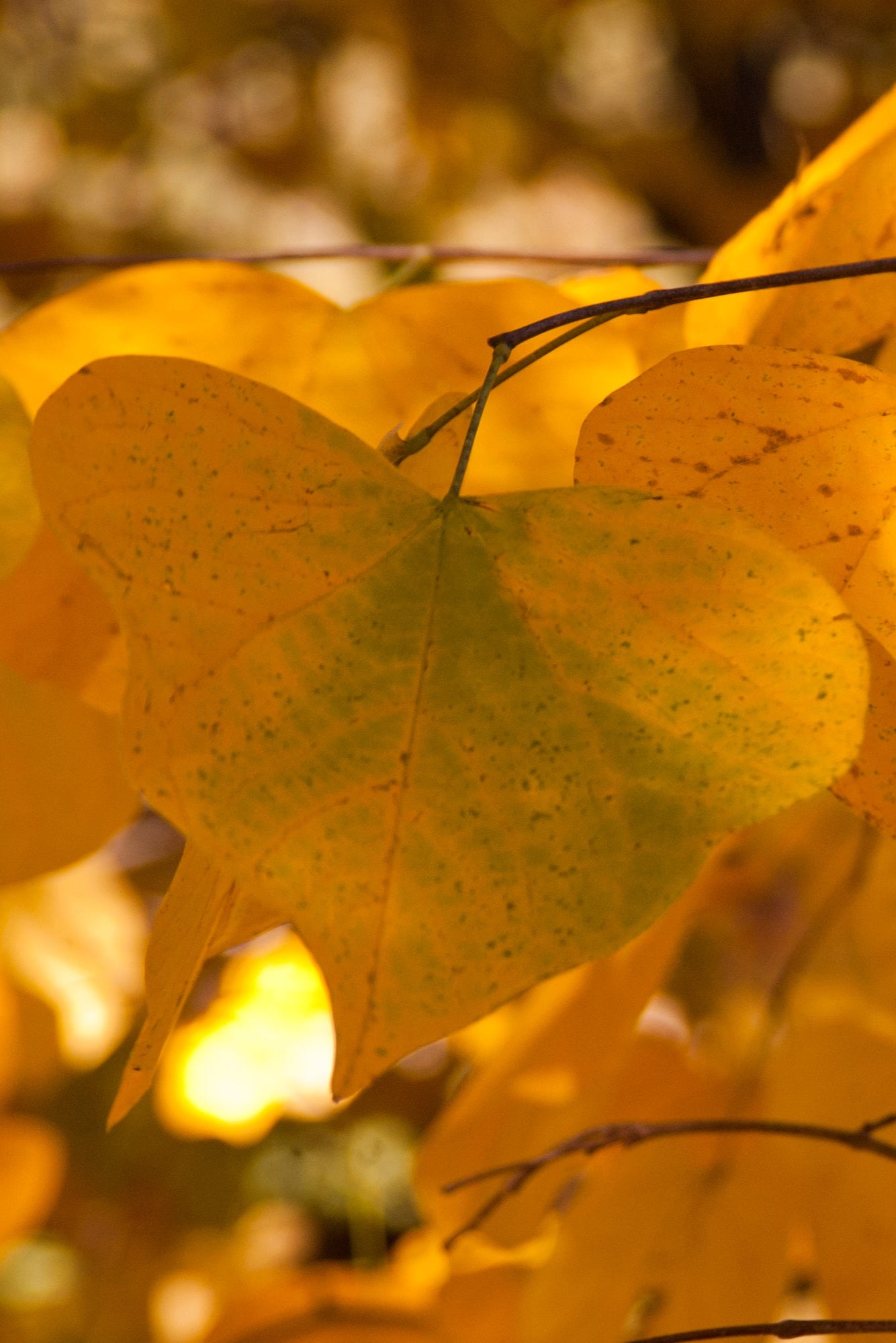 Cercis Canadensis MN Strain #10 - Premium Redbud Tree for Landscaping & Garden Decoration | Perfect for Backyard, Patio, and Outdoor Spaces