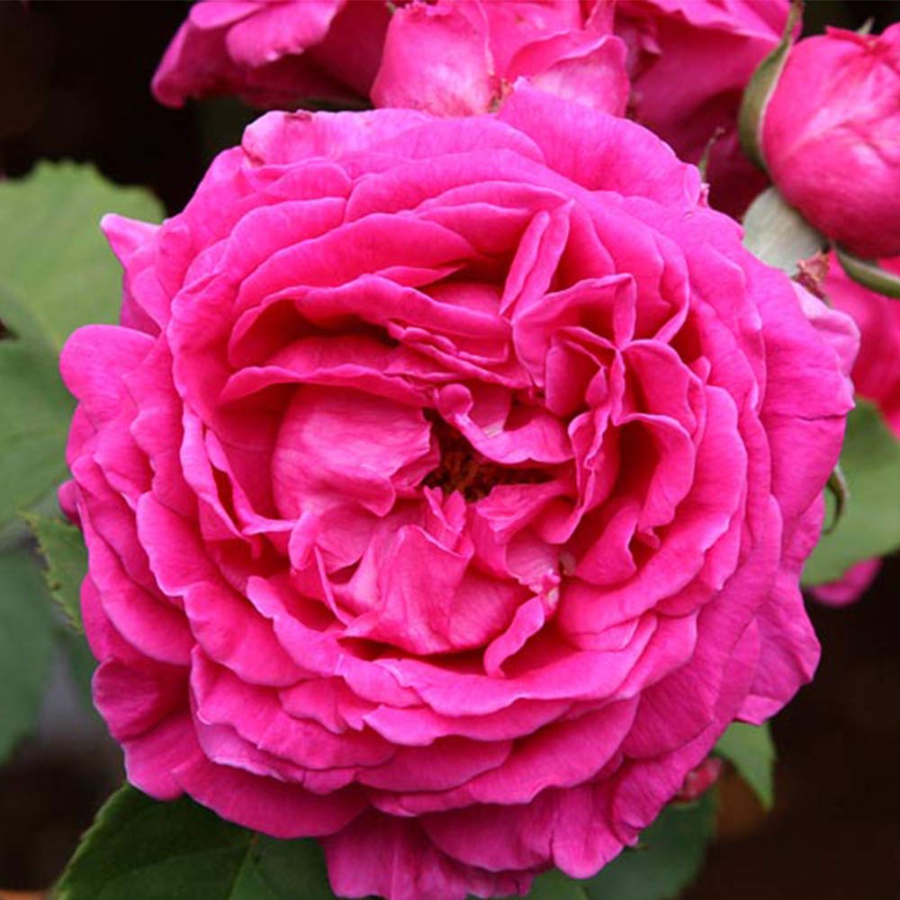 Mme Isaac Pereire Purple Rose Bush - Heirloom Bourbon Roses Live Plant for Outdoor Garden Planting, Landscaping & Home Decor