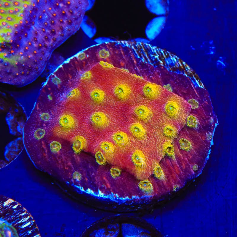 24K Gold Cyphastrea Coral - Premium Saltwater Aquarium Coral for Reef Tanks | Perfect for Marine Aquascaping & Coral Propagation