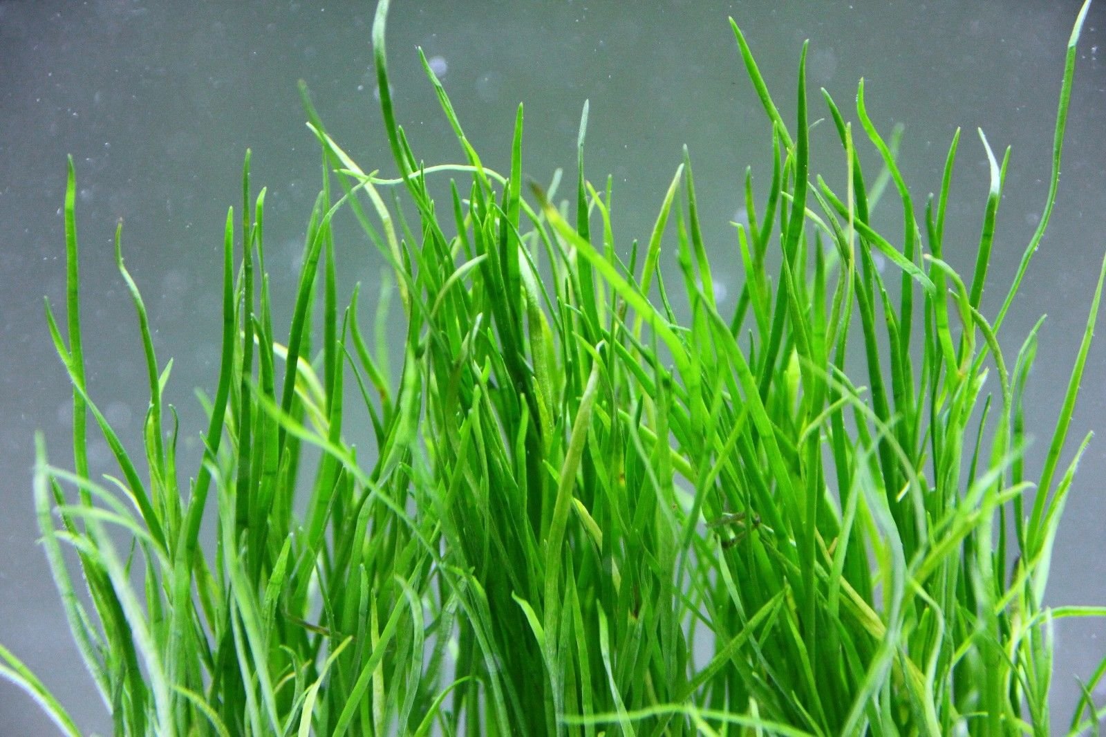 Micro Sword Lilaeopsis Brasiliensis - Live Aquarium Plants for Freshwater Tanks | Perfect for Aquascaping, Java Moss Carpet & Natural Fish Habitat