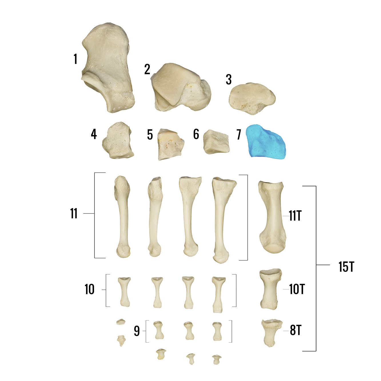 Real Human Foot Skeleton Model - Anatomically Accurate Individual Bones for Medical Study, Education & Display