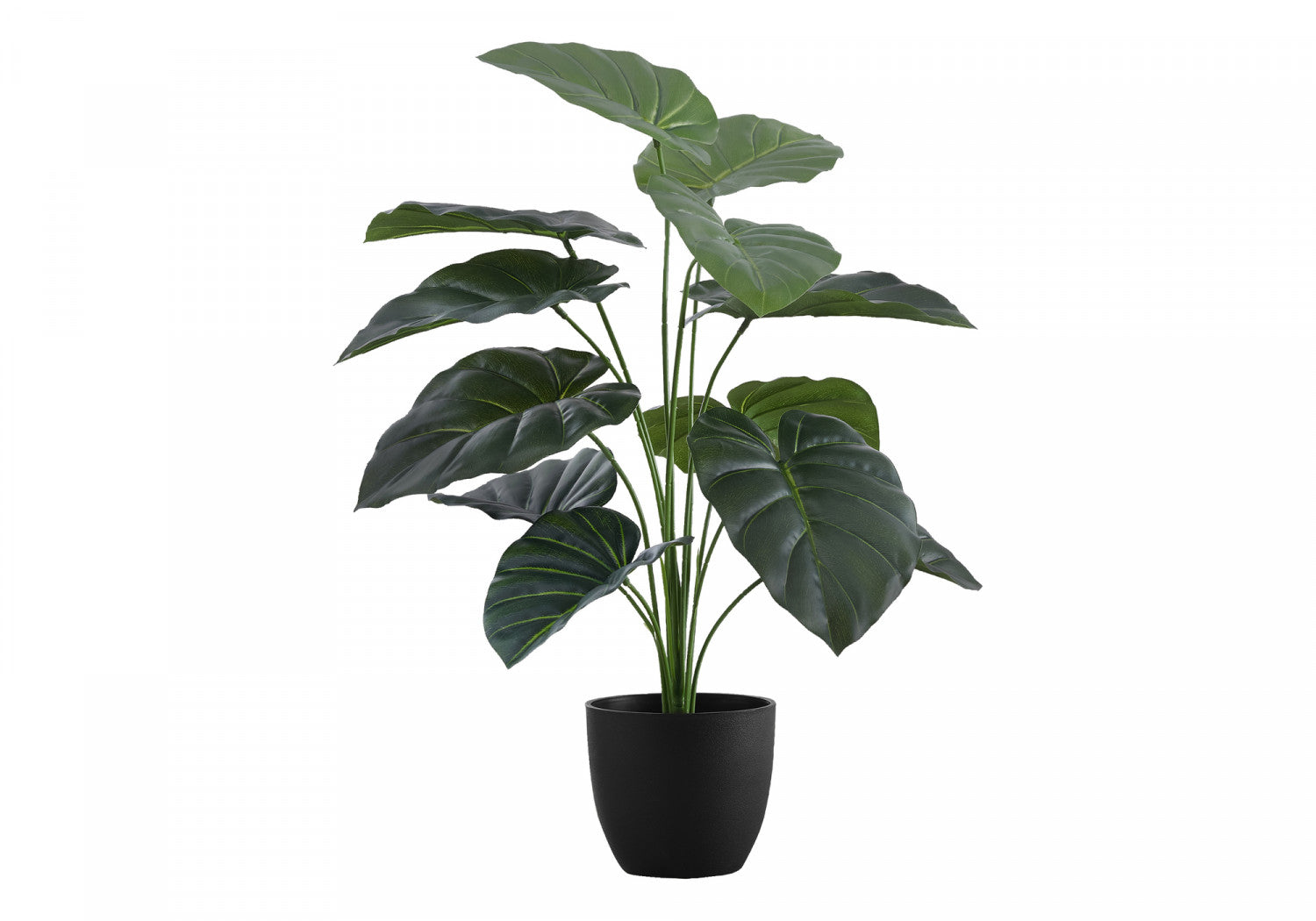 24 Alocasia Plant with 5 Black Pots - Tropical Indoor Houseplant for Home & Office Decor - Perfect for Living Room, Bedroom, or Gift Giving