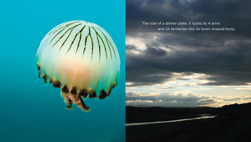 Jellyfish Book - ISBN 9781608185689 | Marine Life Guide & Educational Resource for Ocean Enthusiasts