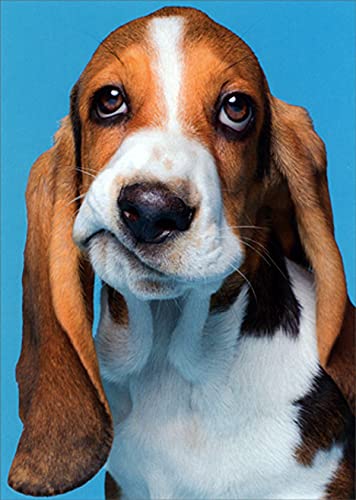 Avanti Press Frowning Beagle Funny Dog Get Well Card - Humorous Canine Greeting Card for Recovery Wishes, Cheer Up Gifts & Special Occasions