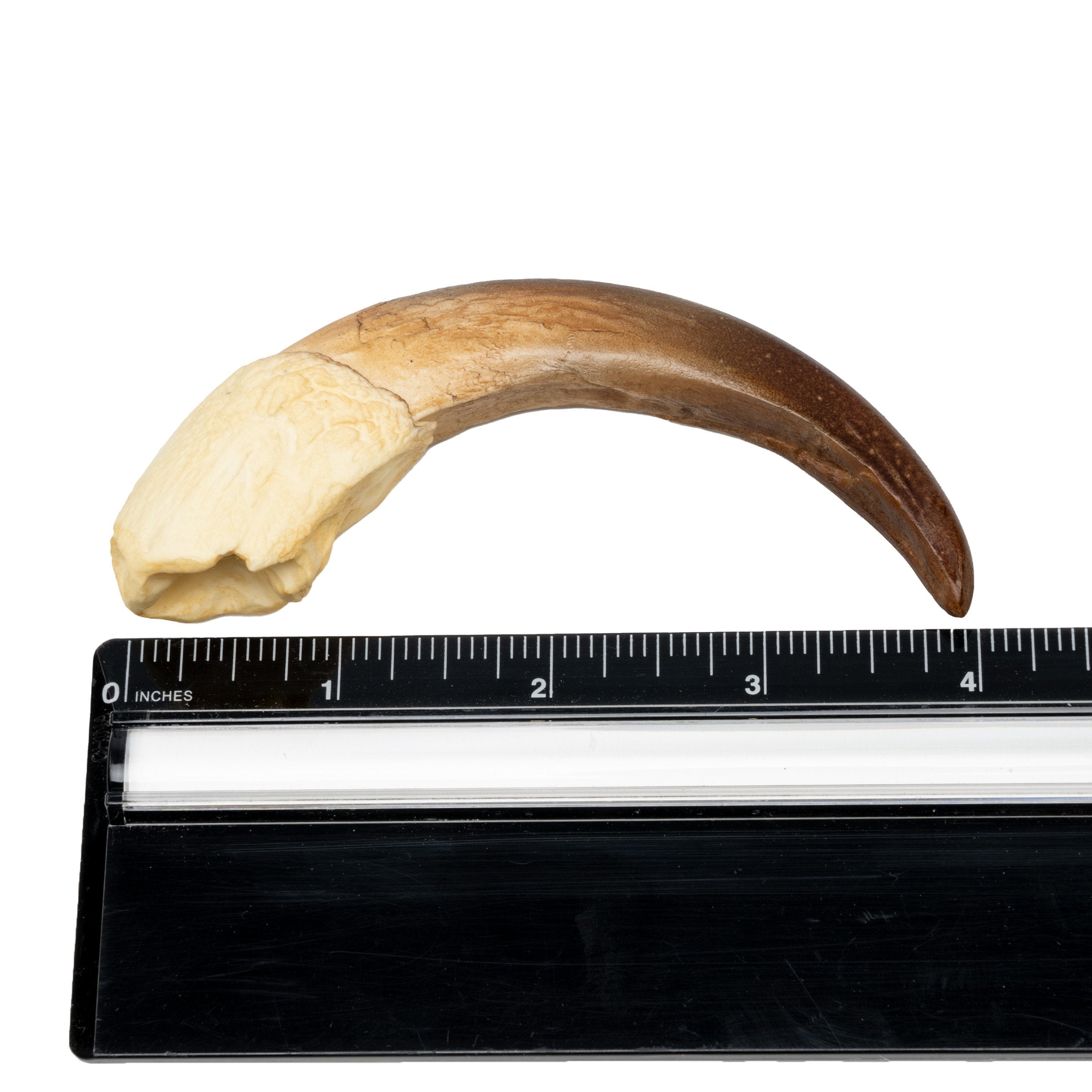 Authentic-Looking Giant Anteater Claw Replica - Perfect for Halloween Costumes, Animal Lover Gifts, and Nature-Themed Decorations
