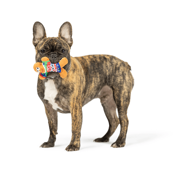 Premium Huxley & Kent Tiny Tuff Ugly Sweater Dog Toy - Durable Chew Toy for Small & Medium Dogs - Perfect for Christmas Parties, Pet Birthdays & Playtime