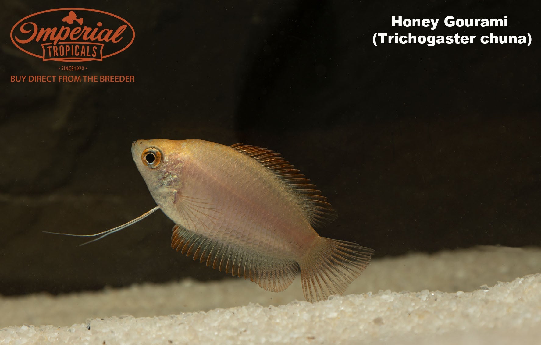 Honey Gourami (Trichogaster Chuna) - Peaceful Freshwater Fish for Aquariums & Community Tanks | Perfect for Planted Tanks & Beginner Aquarists