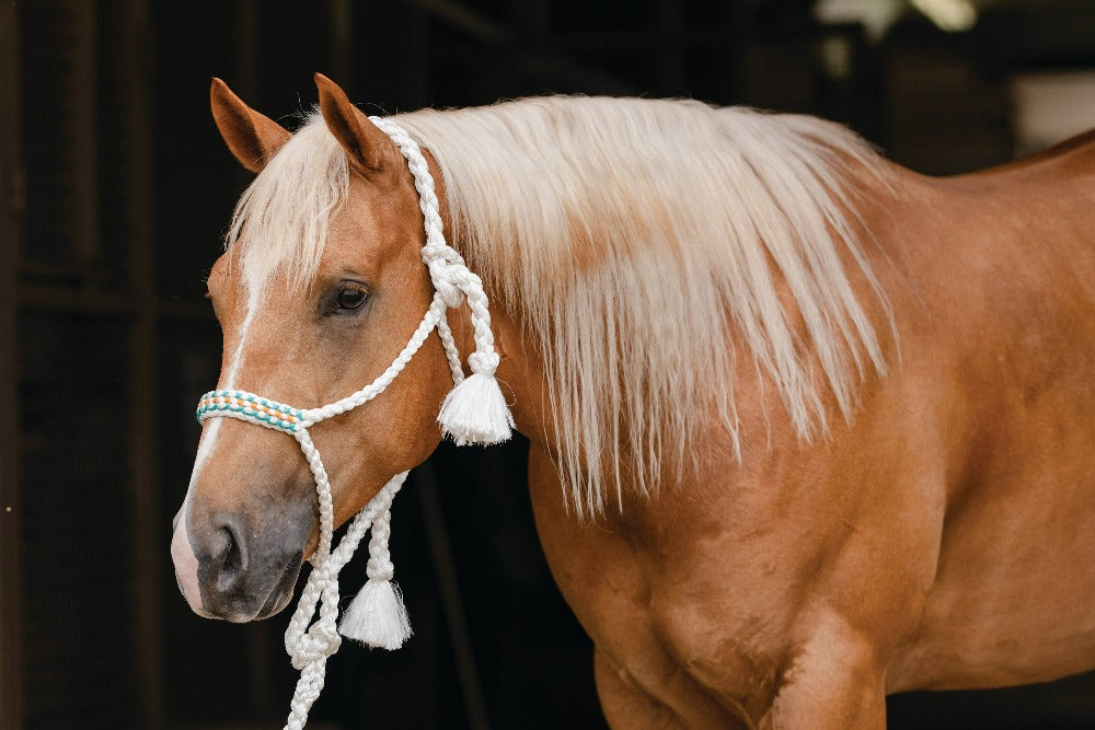 Professional Braided Rope Horse Halter - 10ft Lead for Western Riding, Trail & Ranch Work - Durable Nylon Cowboy Halter for Training & Show
