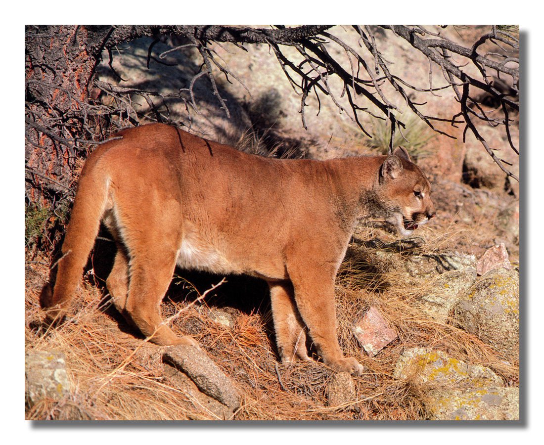 Cougar Mountain Lion Bobcat Wildlife Photo Art Print - Framed Pine Needles Forest Wall Decor for Living Room, Office & Cabin