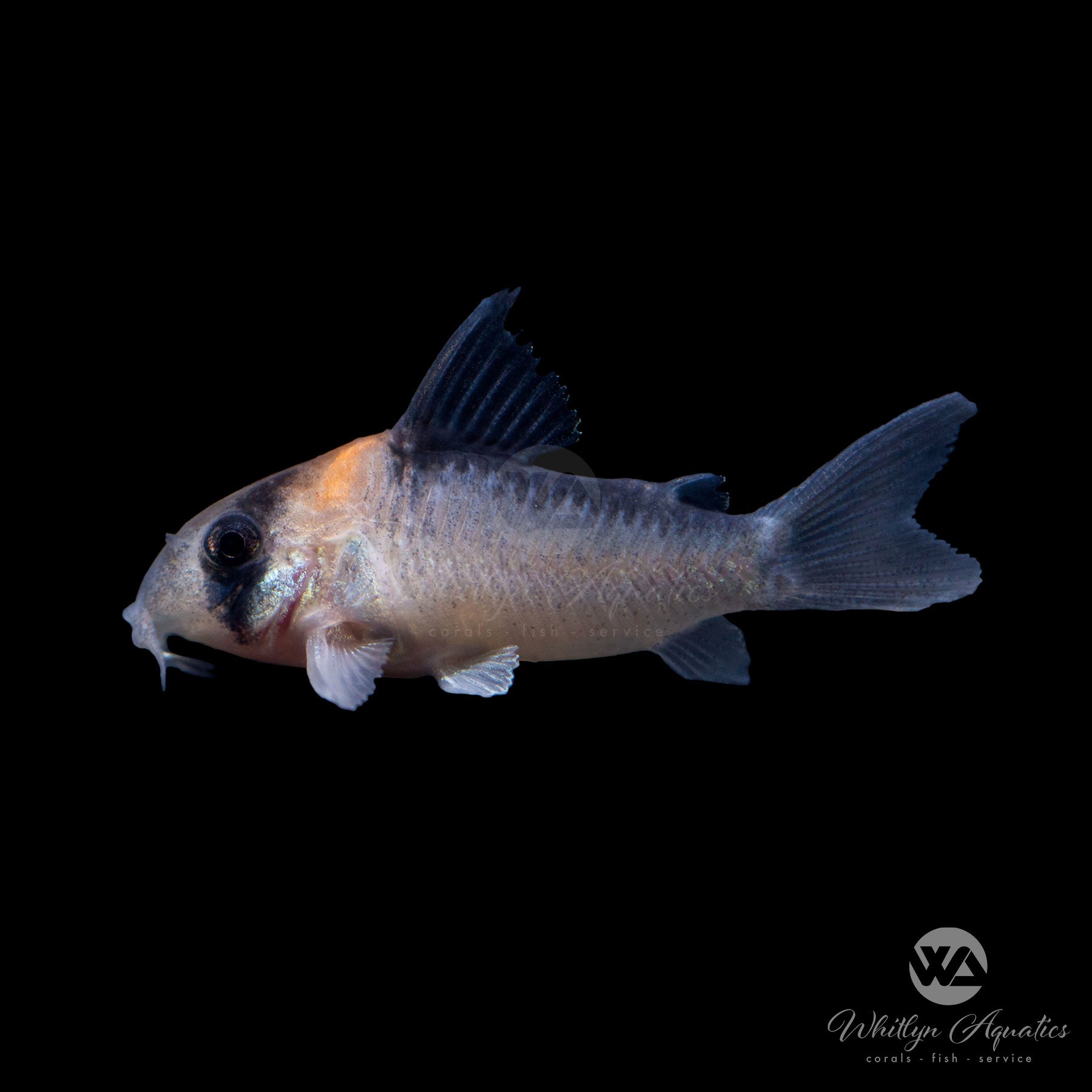 Adolfo's Cory Corydoras adolfoi - Premium Freshwater Aquarium Fish for Tropical Tanks - Perfect for Community Aquariums and Nano Fish Tanks