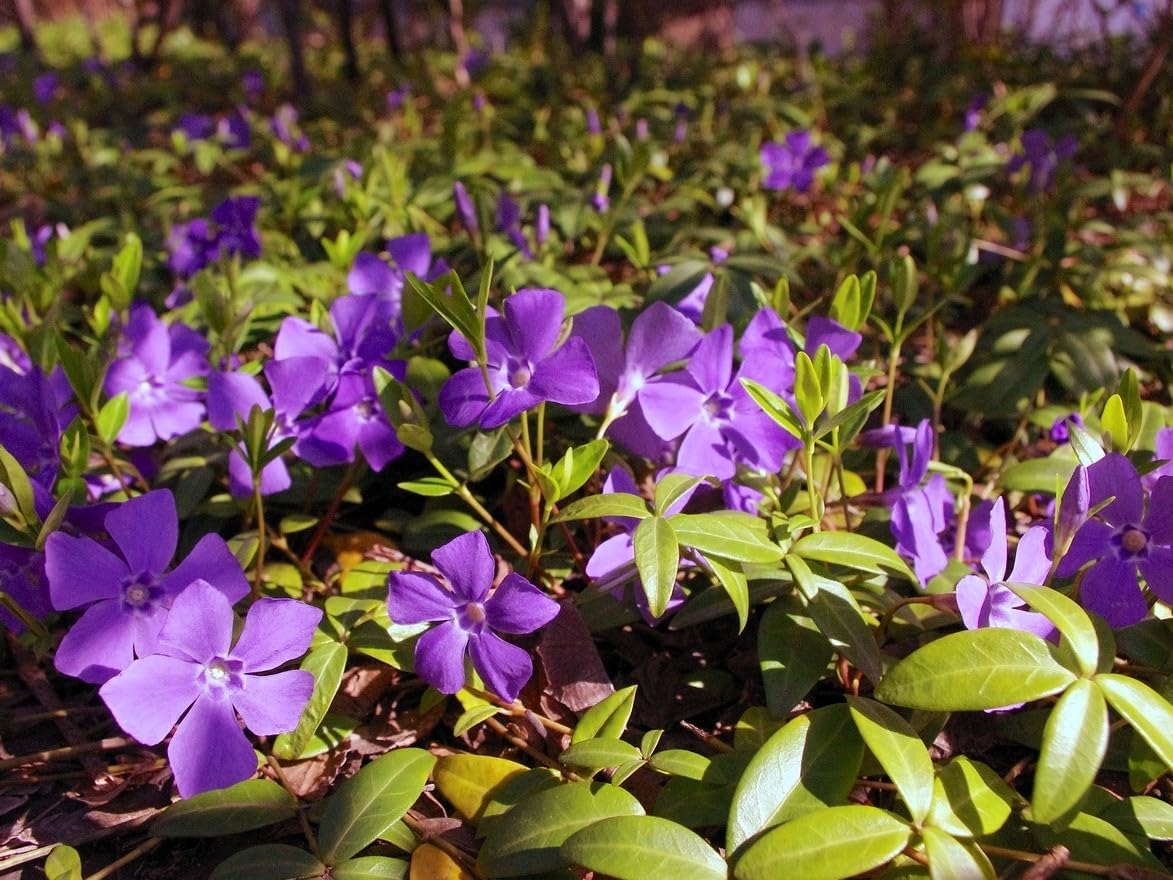 Live Vinca Minor Ground Cover Plants - 50 Bare Root Periwinkle Plants for Landscaping & Erosion Control | Fast-Growing, Low-Maintenance Perennial Flowers for Shade Gardens & Slopes