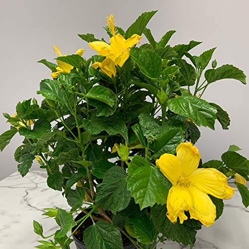 Yellow Hibiscus Live Plant - 26