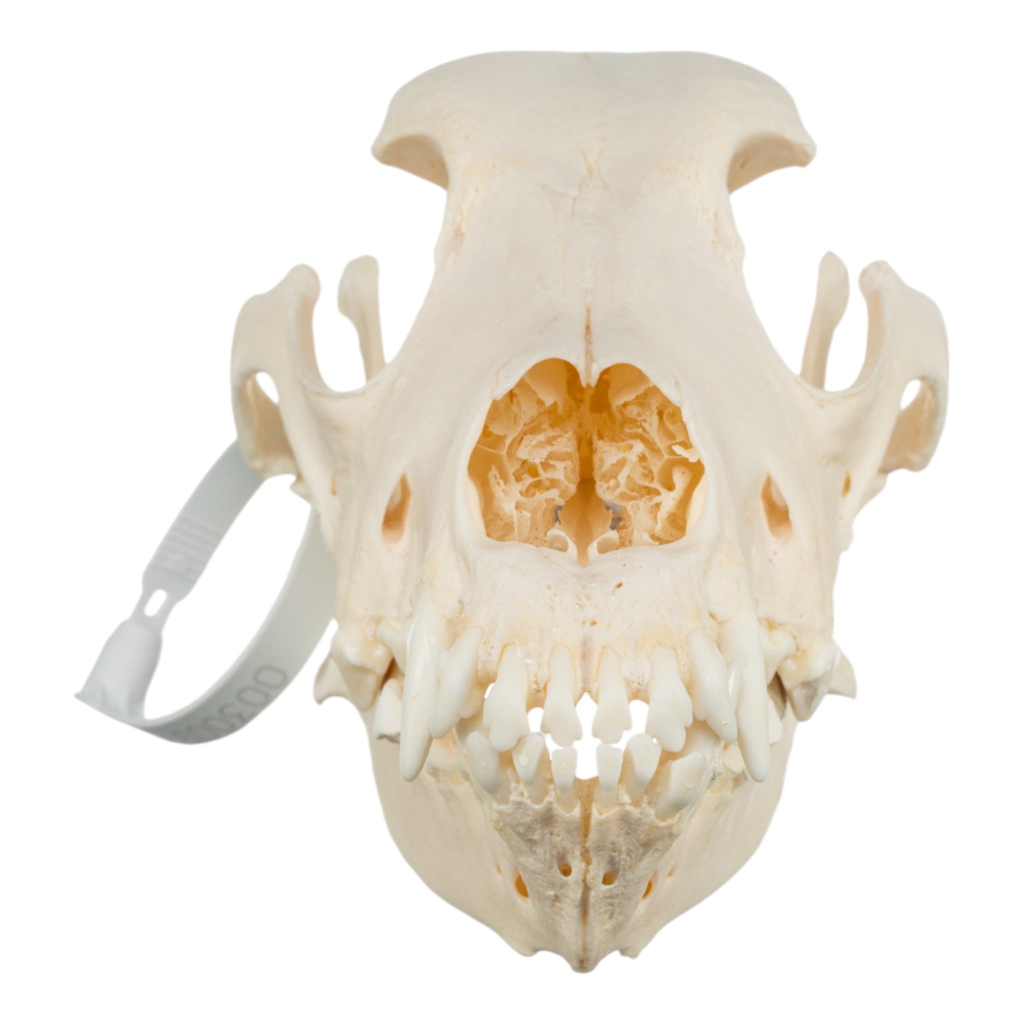 Authentic Bloodhound Dog Skull Replica - Realistic Canine Anatomy Model for Veterinary Study, Halloween Decor & Educational Display