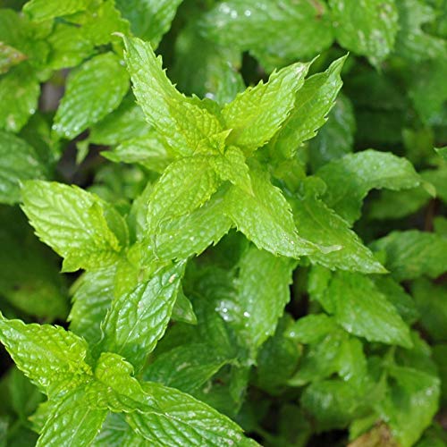 Spearmint Seeds - 25 Count Pack | Non-GMO Herb Seeds for Planting by Country Creek Acres | Perfect for Home Gardens, Tea Making & Culinary Use